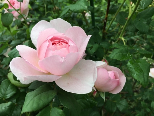 バラ、ばら、薔薇の季節ですよ~ん♪_e0326953_13283301.jpg
