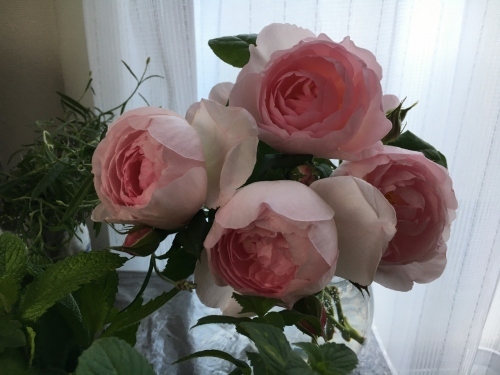 バラ、ばら、薔薇の季節ですよ~ん♪_e0326953_13284618.jpg
