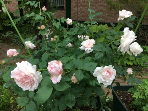 バラ、ばら、薔薇の季節ですよ~ん♪_e0326953_13313981.jpg
