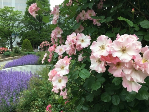 バラ、ばら、薔薇の季節ですよ~ん♪_e0326953_13553799.jpg