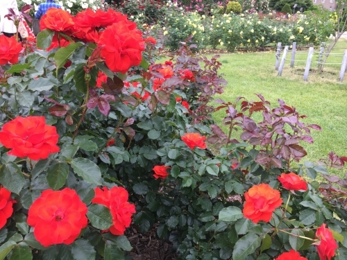 バラ、ばら、薔薇の季節ですよ~ん♪_e0326953_13560725.jpg