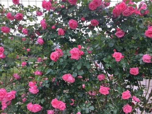 バラ、ばら、薔薇の季節ですよ~ん♪_e0326953_13563523.jpg
