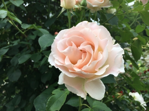 バラ、ばら、薔薇の季節ですよ~ん♪_e0326953_13570896.jpg