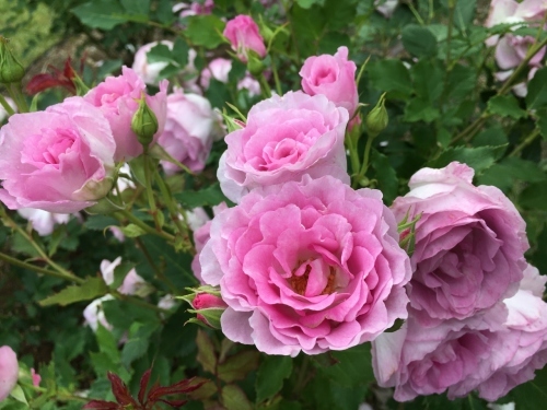 バラ、ばら、薔薇の季節ですよ~ん♪_e0326953_13595962.jpg
