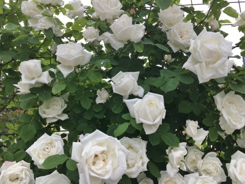 バラ、ばら、薔薇の季節ですよ~ん♪_e0326953_14002679.jpg