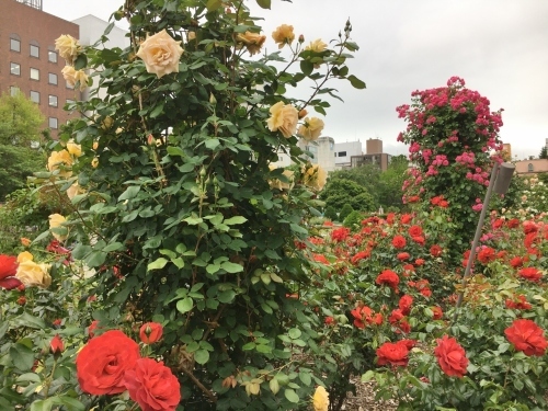 バラ、ばら、薔薇の季節ですよ~ん♪_e0326953_14030484.jpg