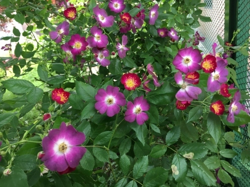 バラ、ばら、薔薇の季節ですよ~ん♪_e0326953_14081524.jpg