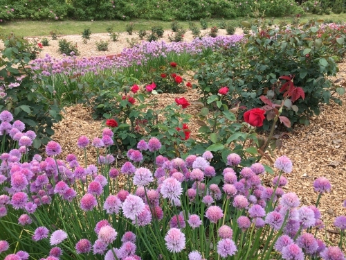 バラ、ばら、薔薇の季節ですよ~ん♪_e0326953_18433308.jpg
