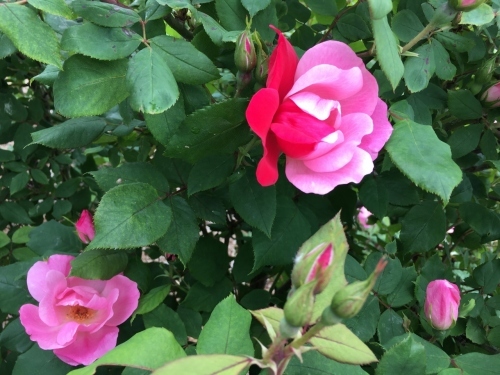 バラ、ばら、薔薇の季節ですよ~ん♪_e0326953_18442987.jpg