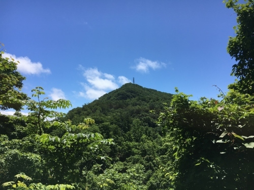 バラ、ばら、薔薇の季節ですよ~ん♪_e0326953_18572790.jpg