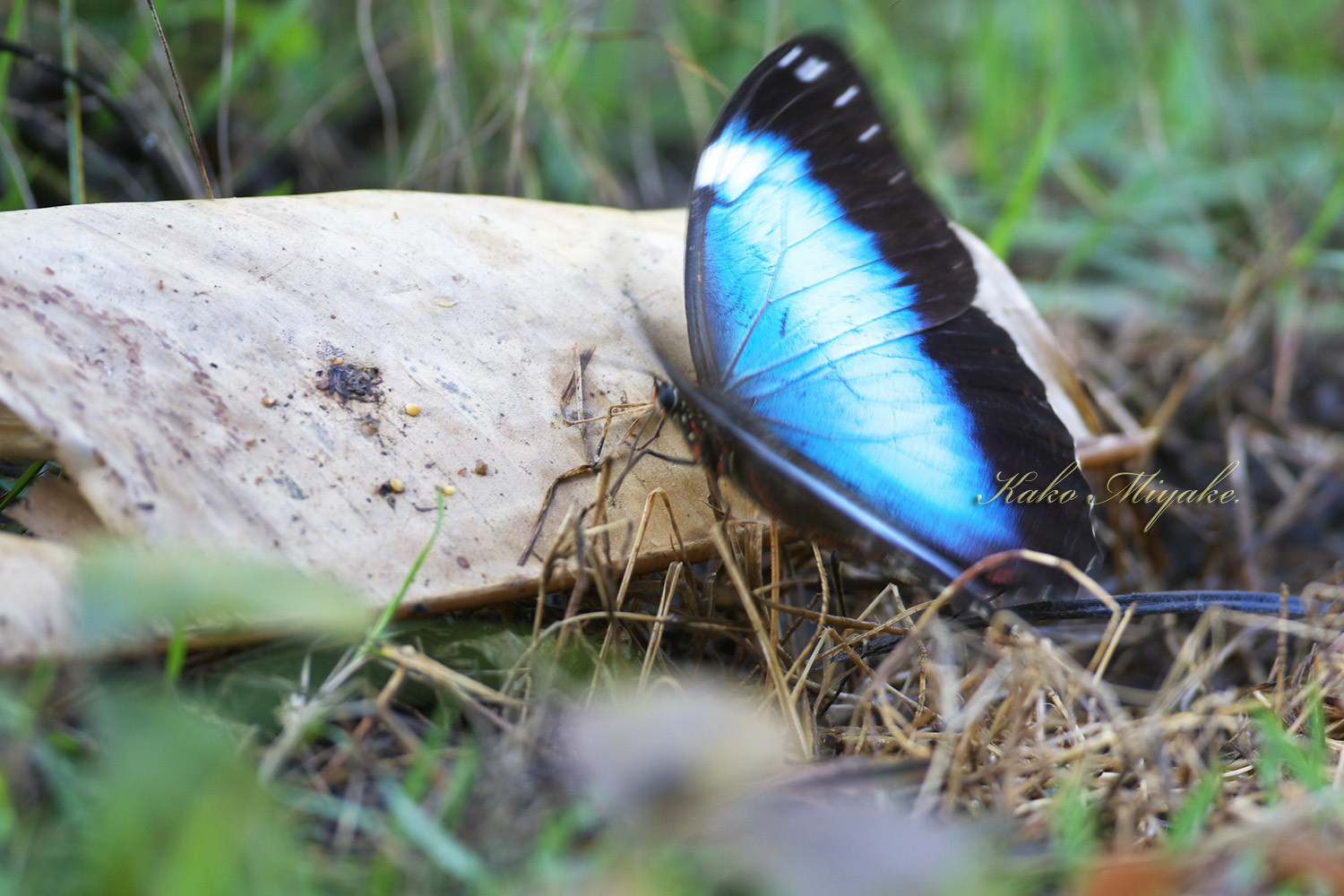 アキレアナモルフォ(Morpho achillaena)　　？_d0013455_07520266.jpg