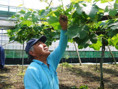 熊本ぶどう 社方園 令和2年度の山鹿のぶどうは明日(6/23)より予約受付開始!7月7日(火)より出荷開始!_a0254656_17185991.jpg
