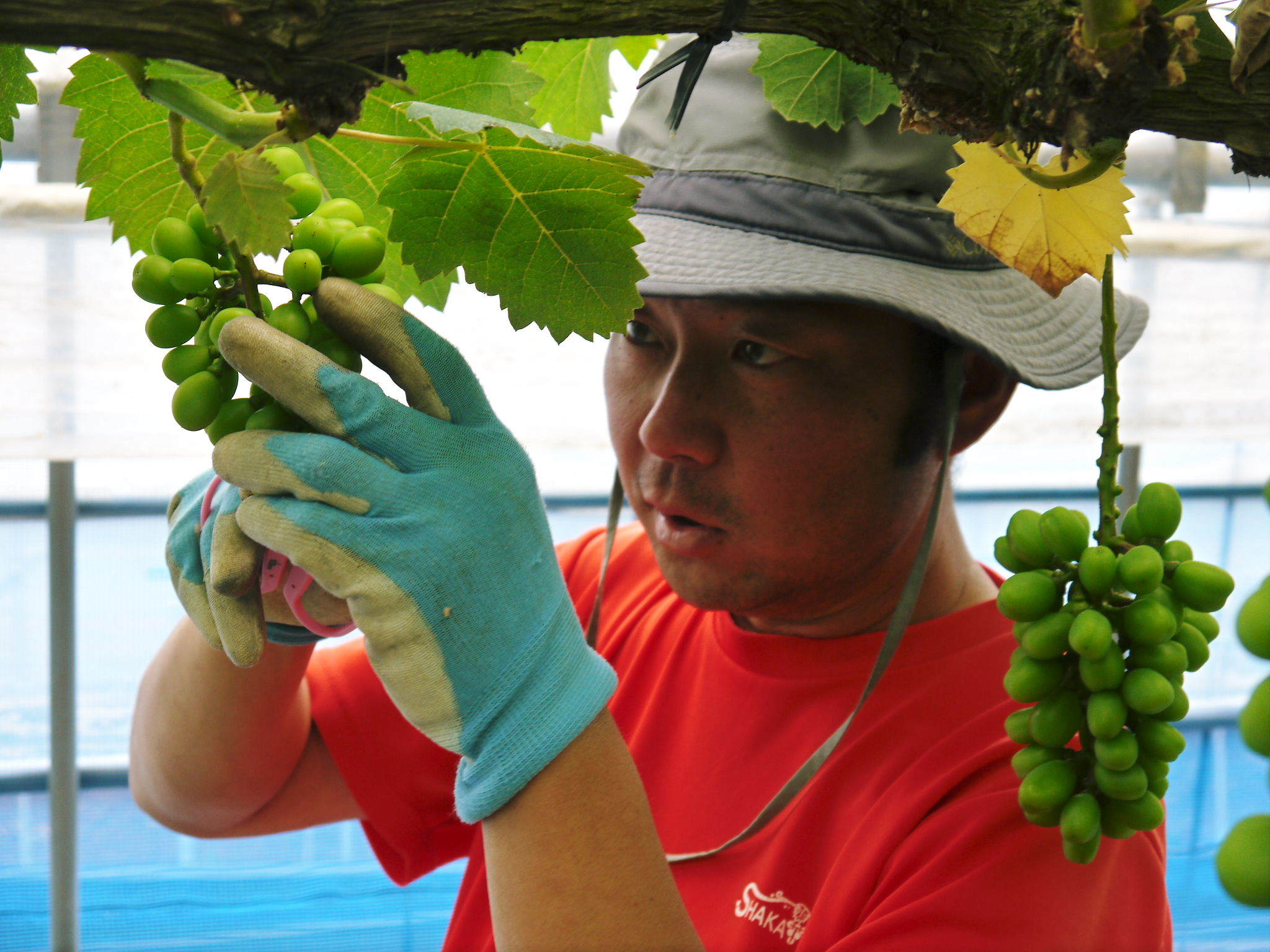 熊本ぶどう 社方園 令和2年度の山鹿のぶどうは明日(6/23)より予約受付開始!7月7日(火)より出荷開始!_a0254656_17323115.jpg