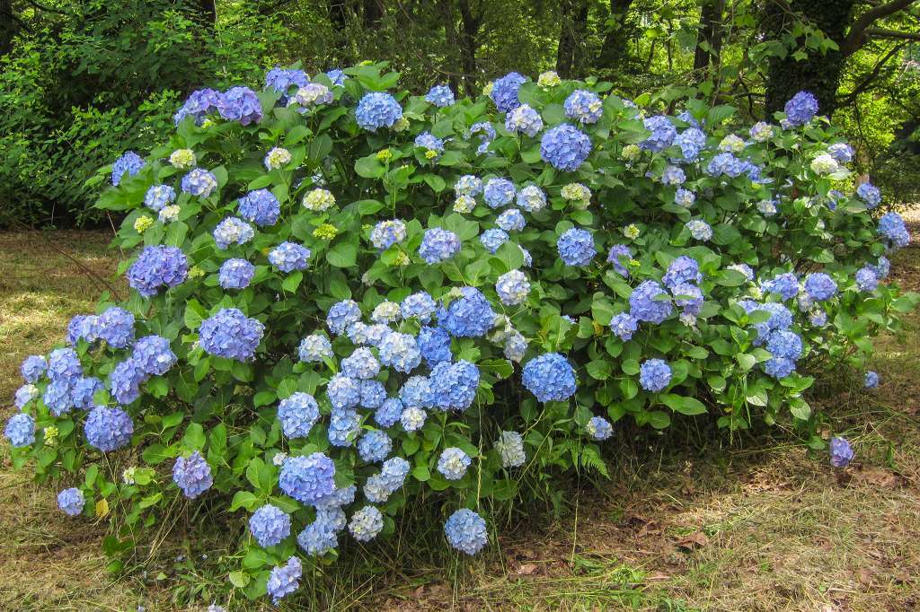紫陽花と桔梗とフシグロセンノウ_f0044056_10313129.jpg