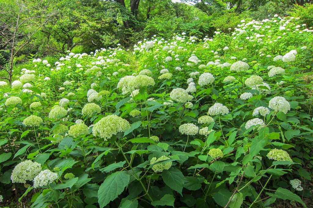 紫陽花と桔梗とフシグロセンノウ_f0044056_10314949.jpg