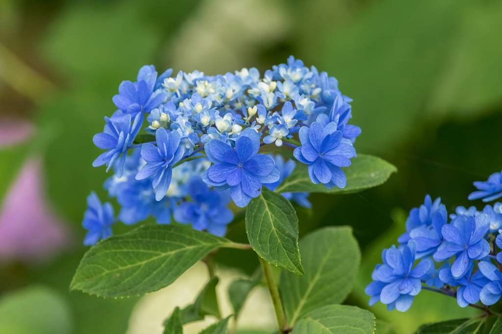 紫陽花と桔梗とフシグロセンノウ_f0044056_10343313.jpg