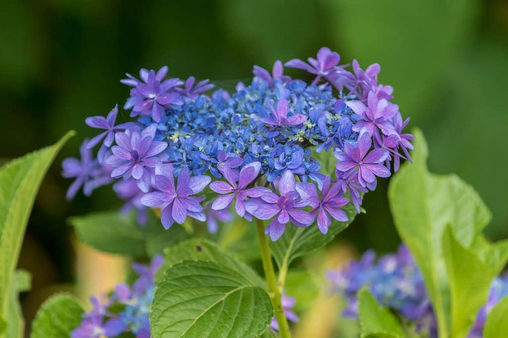 紫陽花と桔梗とフシグロセンノウ_f0044056_10345339.jpg