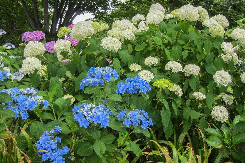紫陽花と桔梗とフシグロセンノウ_f0044056_10351459.jpg