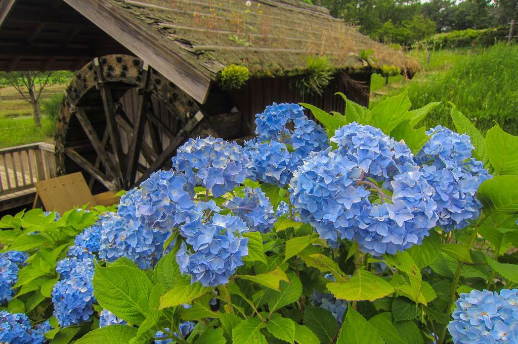 紫陽花と桔梗とフシグロセンノウ_f0044056_10360077.jpg