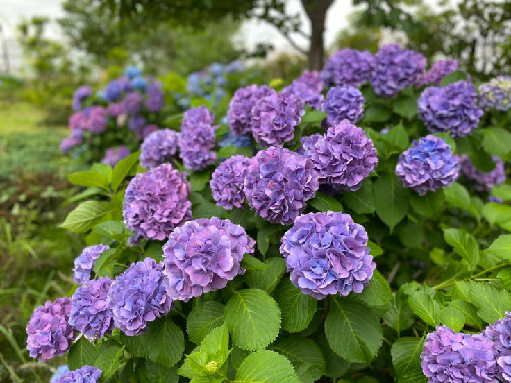 神戸ハーバーランドの紫陽花 たんぶーらんの戯言