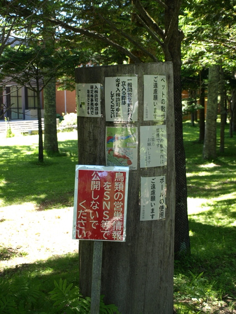 北大苫小牧研究林 6月_d0153062_20465214.jpg
