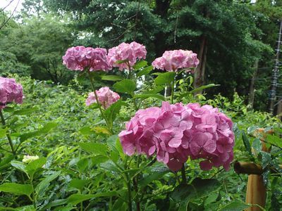 梅雨の鎌倉を歩きました。～ 浄智寺 ～_b0112263_13495632.jpg