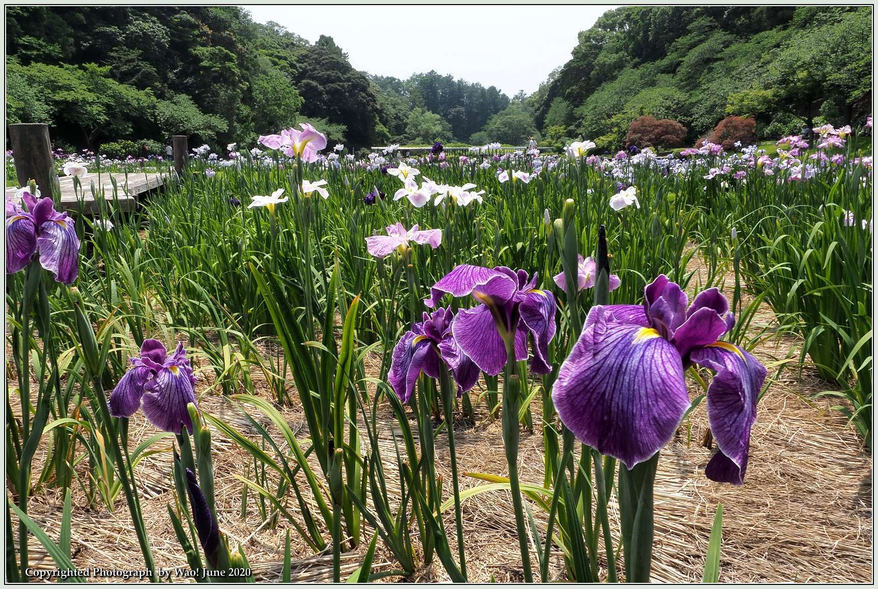 菖蒲園の花しょうぶ_c0198669_18393637.jpg