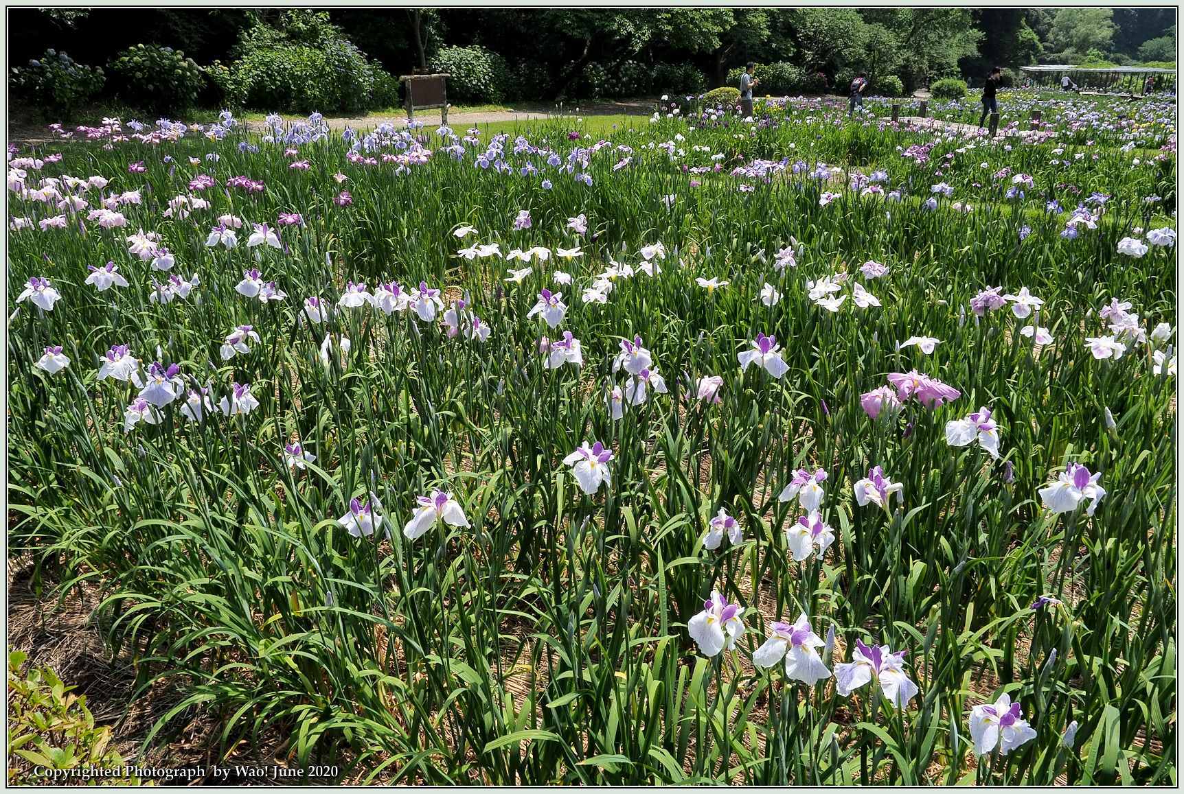 菖蒲園の花しょうぶ_c0198669_18393848.jpg