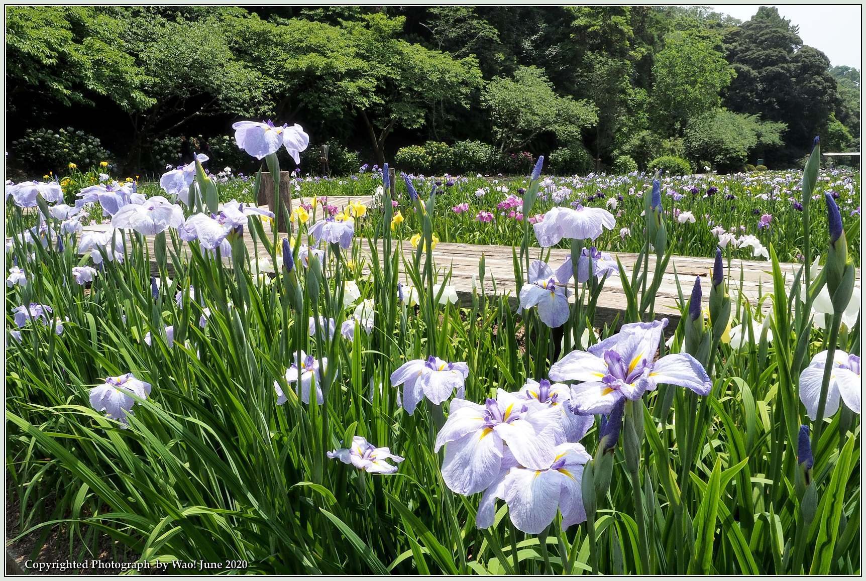 菖蒲園の花しょうぶ_c0198669_18424074.jpg