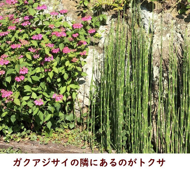 トクサ ワ クスペ ス木古里 就労継続支援ｂ型事業所