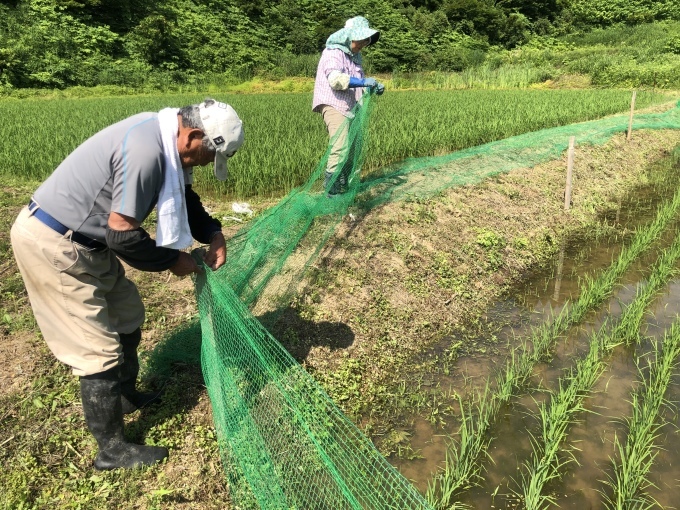 コイの田んぼの稲作活動２０２０_d0182179_15125164.jpeg