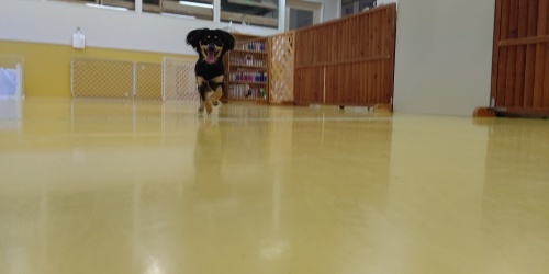 仲良し兄妹🐾_f0357682_13595769.jpg