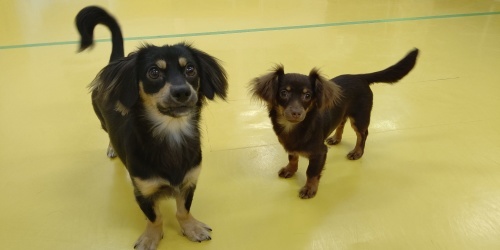 仲良し兄妹🐾_f0357682_14001832.jpg