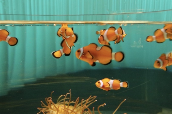 ニフレルで触れる わんこのくらし3 ふうかのまいにち そら ひなたもここにいるー ニフレルで触れる わんこのくらし3 ふうかのまいにち そら ひなたもここにいるー