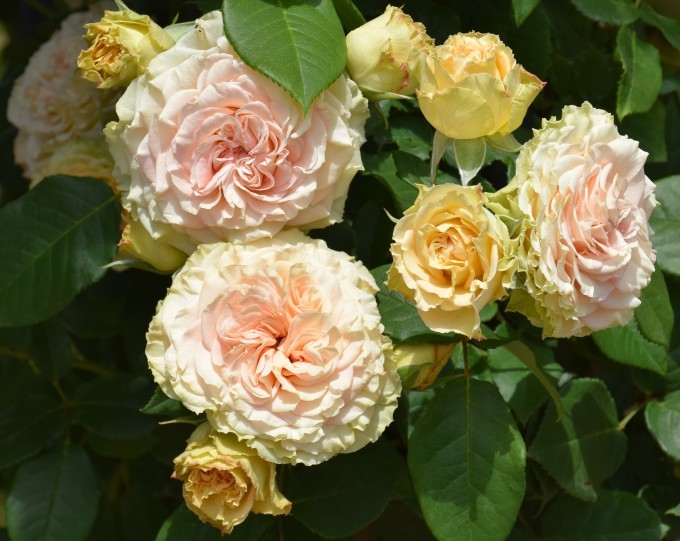 振り返りのバラと季節の花々２ バラとハーブのある暮らし Salon De Roses