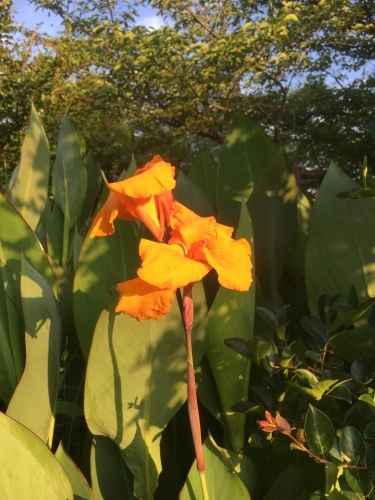 2020 今治 45 カンナの花 好きなものに囲まれて2 2020 今治 45 カンナの花 好きなものに囲まれて2