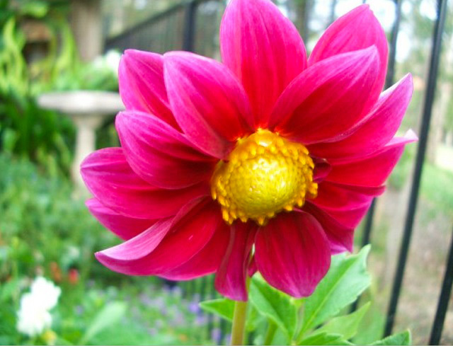 花盛り_f0346196_16533139.jpg