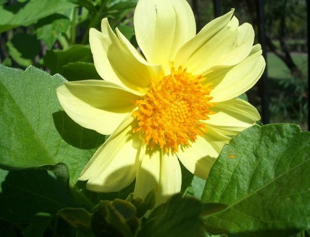 花盛り_f0346196_16535231.jpg