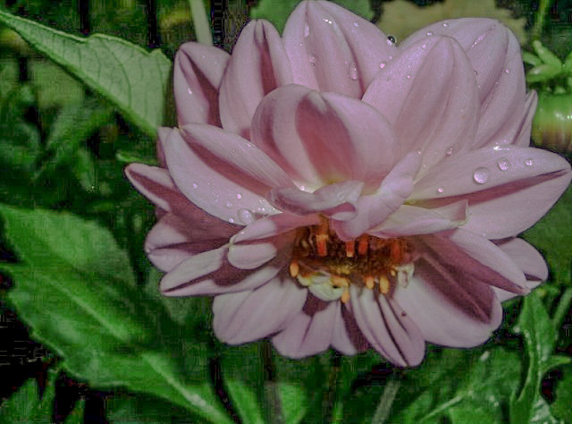 花盛り_f0346196_16535907.jpg