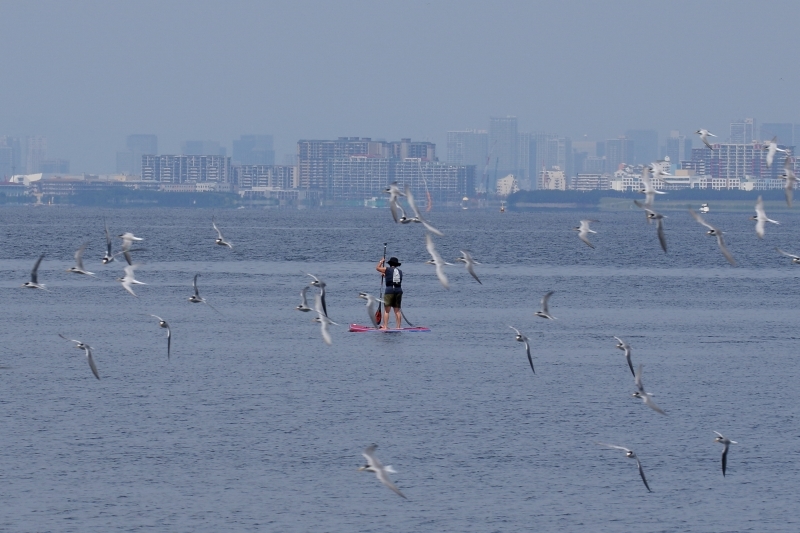 アジ刺し は居酒屋で コアジサシ は検見川浜で 旅プラスの日記