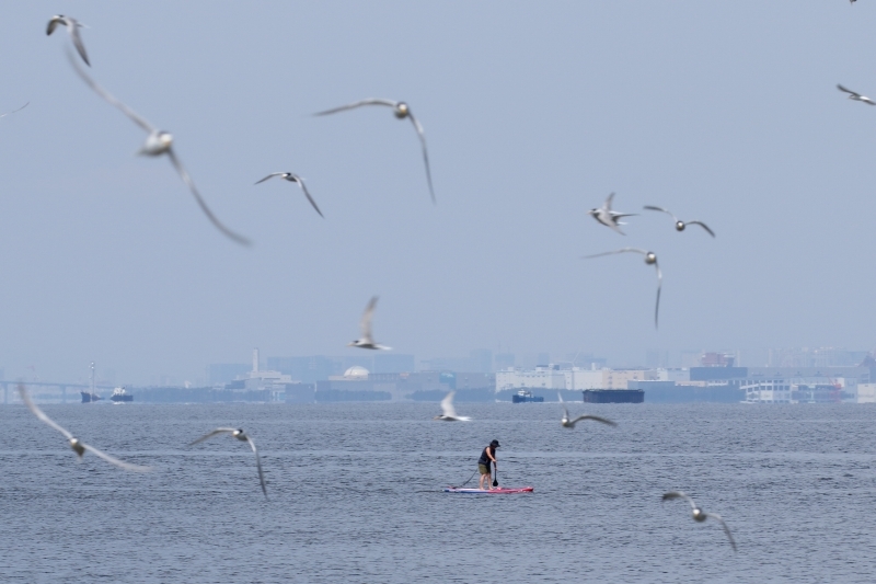 アジ刺し は居酒屋で コアジサシ は検見川浜で 旅プラスの日記