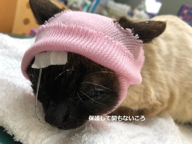 強運なやちこちゃん!_f0242002_21440969.jpg