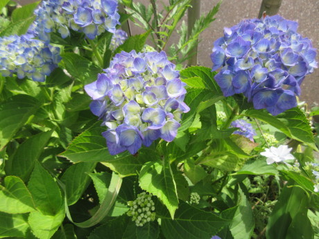 紫陽花・隅田川_a0203003_08465670.jpg