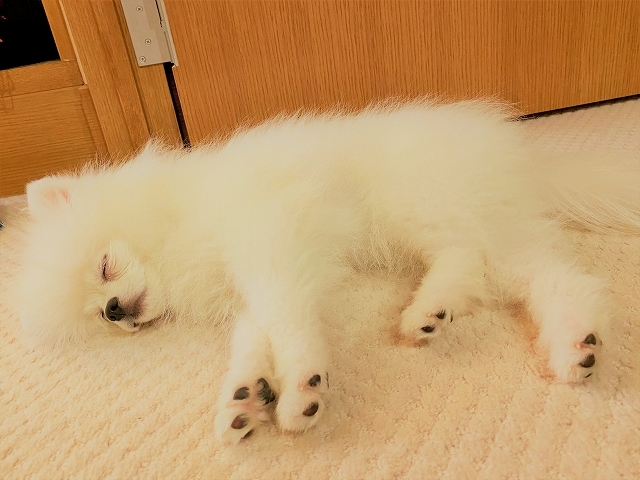 帰って来たよ_d0360206_22404543.jpg