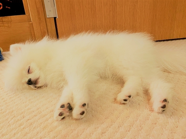 帰って来たよ_d0360206_22404975.jpg