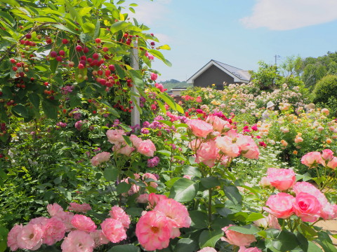 オープンガーデン大澤邸(平川市)*2020.06.18_b0147224_814436.jpg