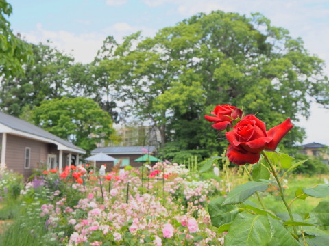 オープンガーデン大澤邸(平川市)*2020.06.18_b0147224_823623.jpg
