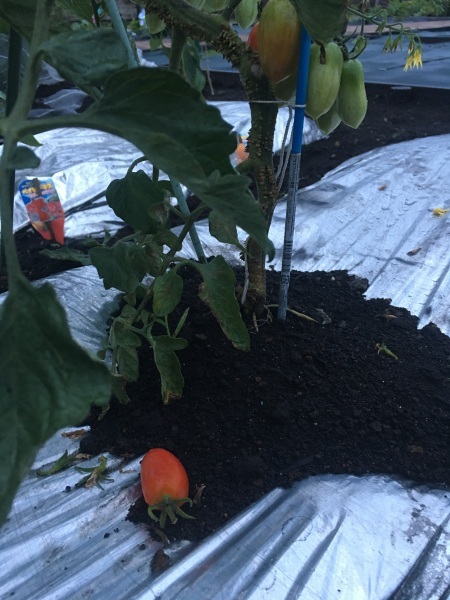 雨で落ちたミニトマトと帆船 みらいへ 野菜と季節のまんなかで