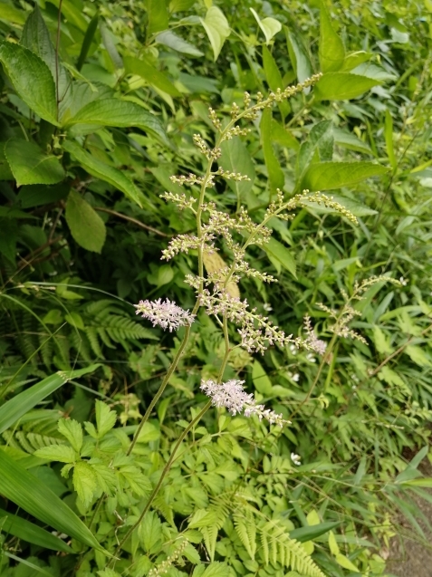 6月の篠原園地の植物&#127800;_e0412531_16094435.jpg