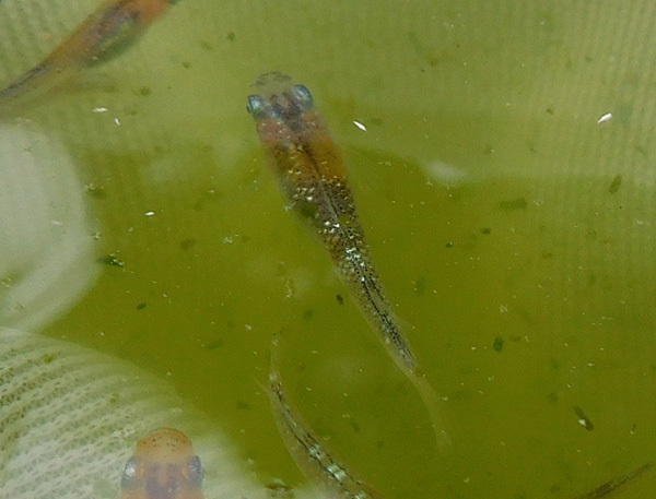 夜桜稚魚賑やかに だって おばちゃんだもん